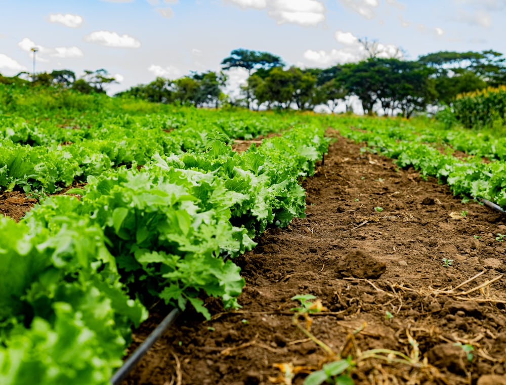 Lush green farmland with modern equipment